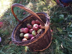 Apfelernte bei Postens – mal kein Äppler, nur Superspitzensaft